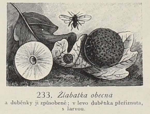 Žlabatka obecná (Kapesní atlas brouků a hmyzu)